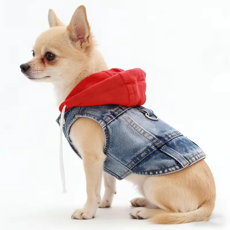 Small dog wearing a red hoodie and denim jacket on a white background