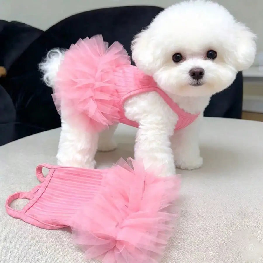 Small white dog wearing a pink tutu dress on a light-colored surface.