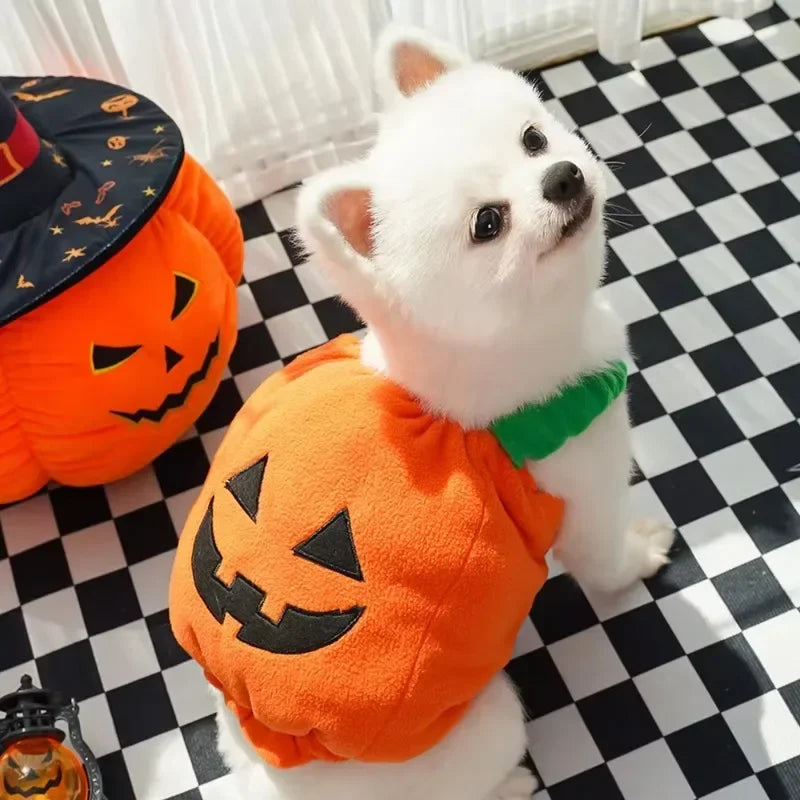 Halloween Pumpkin Dog & Cat Costume