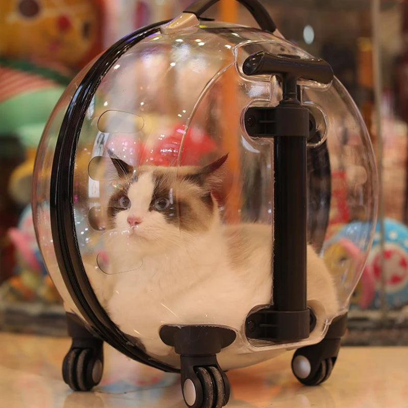Cat inside a transparent bubble pet carrier with a colorful background