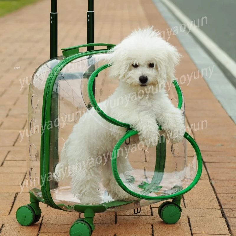 A small white fluffy dog sits inside a transparent hard-shell pet carrier suitcase with green trim and green wheels, photographed outdoors on a paved walkway.