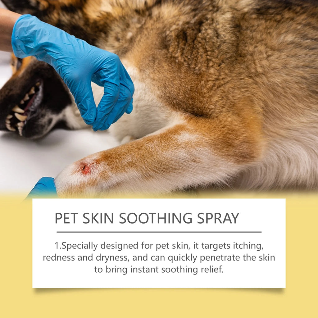 Dog receiving pet skin soothing spray on a white background