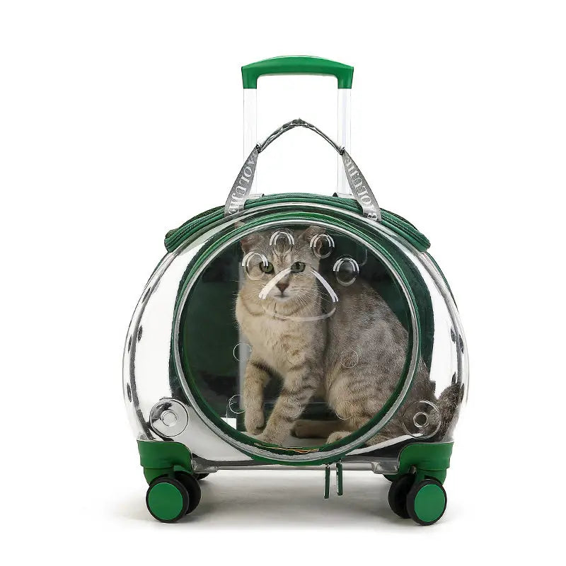 Clear pet carrier with a cat inside on a white background