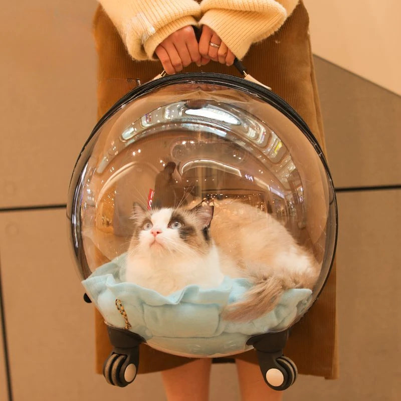 Cat inside a transparent bubble backpack held by a person.