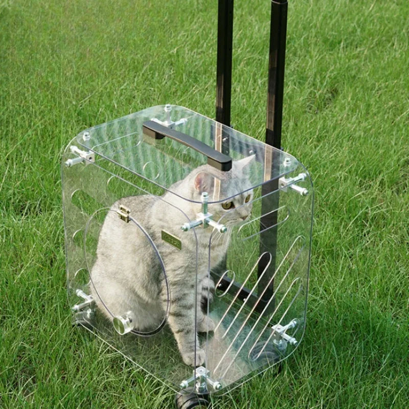 Clear pet carrier with a cat inside on grass