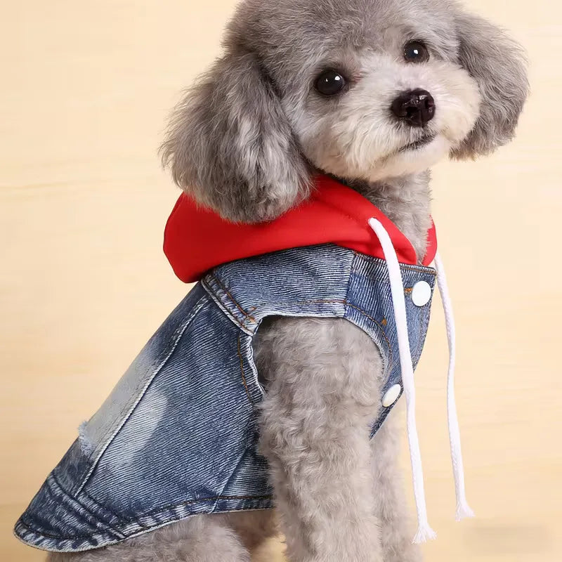 Dog wearing a red hoodie and denim jacket on a beige background