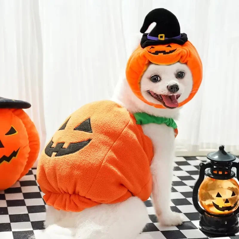 Halloween Pumpkin Dog & Cat Costume