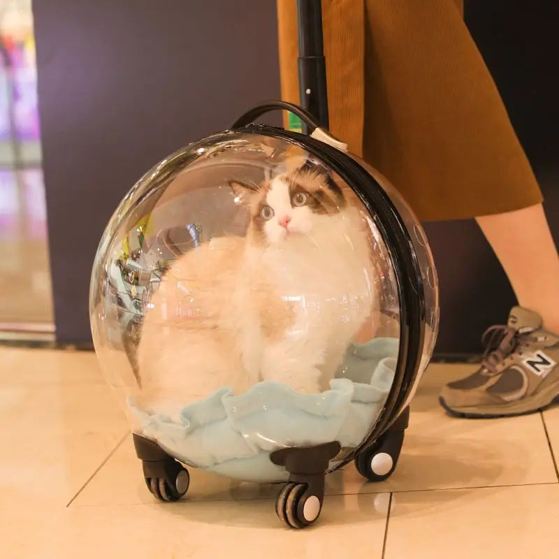 Cat inside a transparent pet carrier with wheels, being pushed by a person.