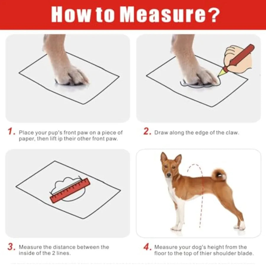 Instructional graphic titled 'How to Measure?' showing four numbered steps for measuring a dog's paw and height, with hand illustrations and a small dog photo in each panel.