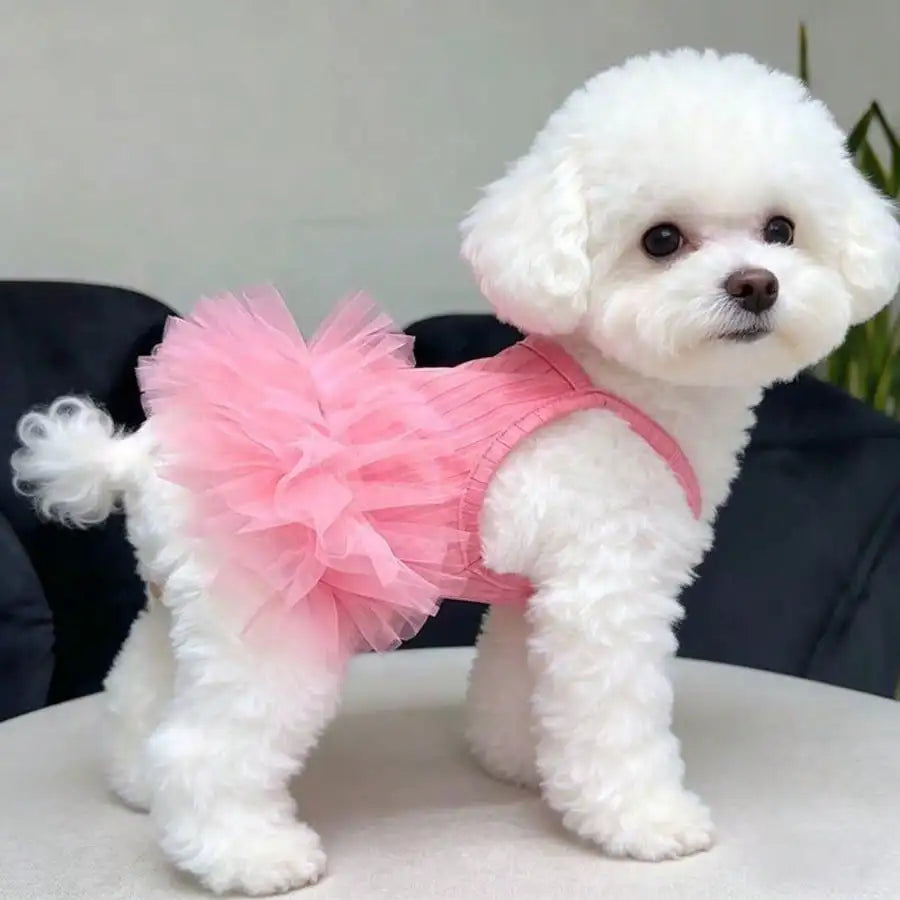 Small white dog wearing a pink tutu on a light-colored surface.