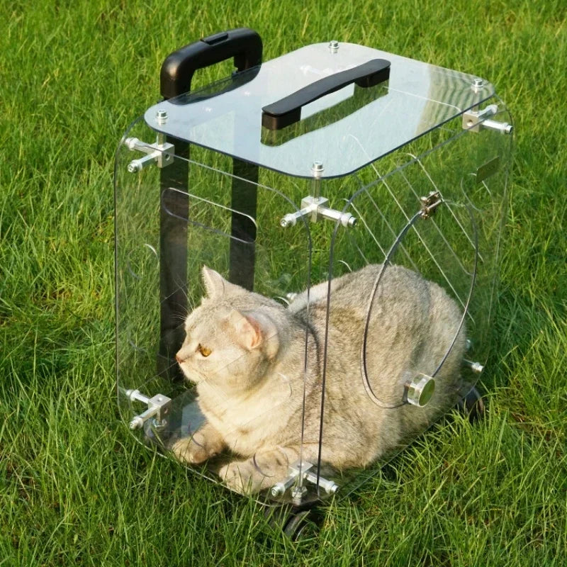 Cat inside a transparent pet carrier with black handles on a grassy background