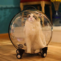 Cat inside a transparent bubble carrier on a wooden floor.