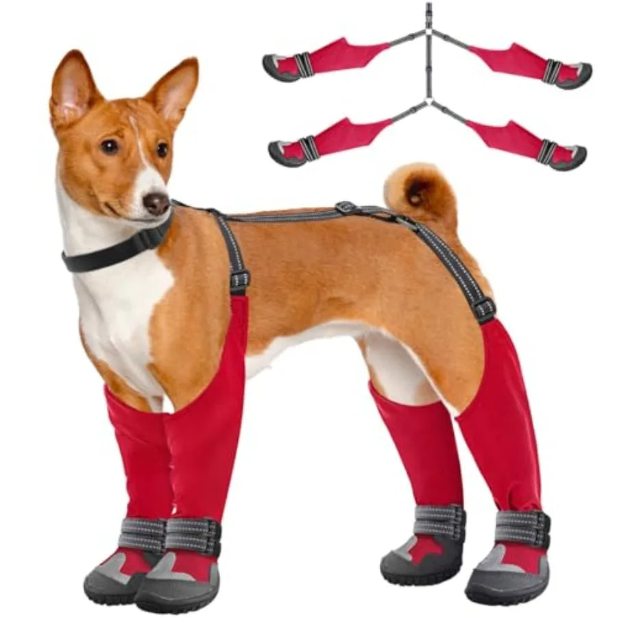 A brown and white Basenji dog wearing a red and gray protective leg harness and booties, shown alongside a separate matching harness and bootie set on a white background.