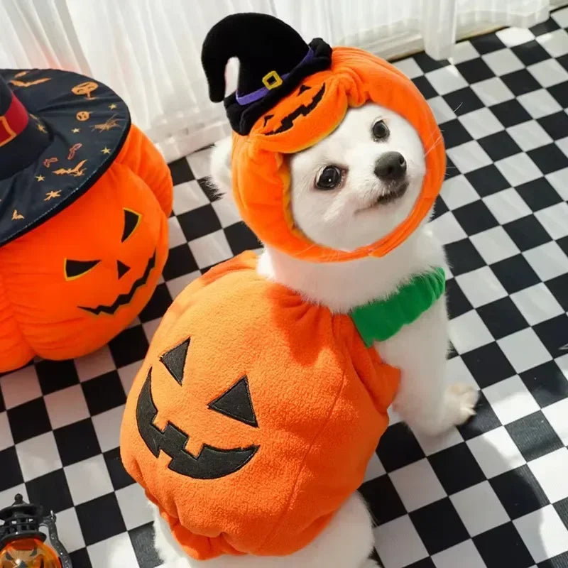 Halloween Pumpkin Dog & Cat Costume