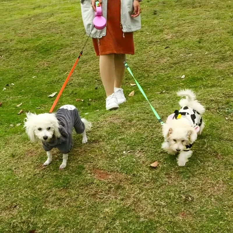 Two small dogs on leashes being walked by a person in an outdoor setting.