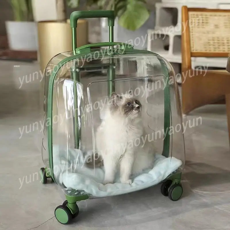Clear suitcase with a green frame containing a cat on a light-colored floor.