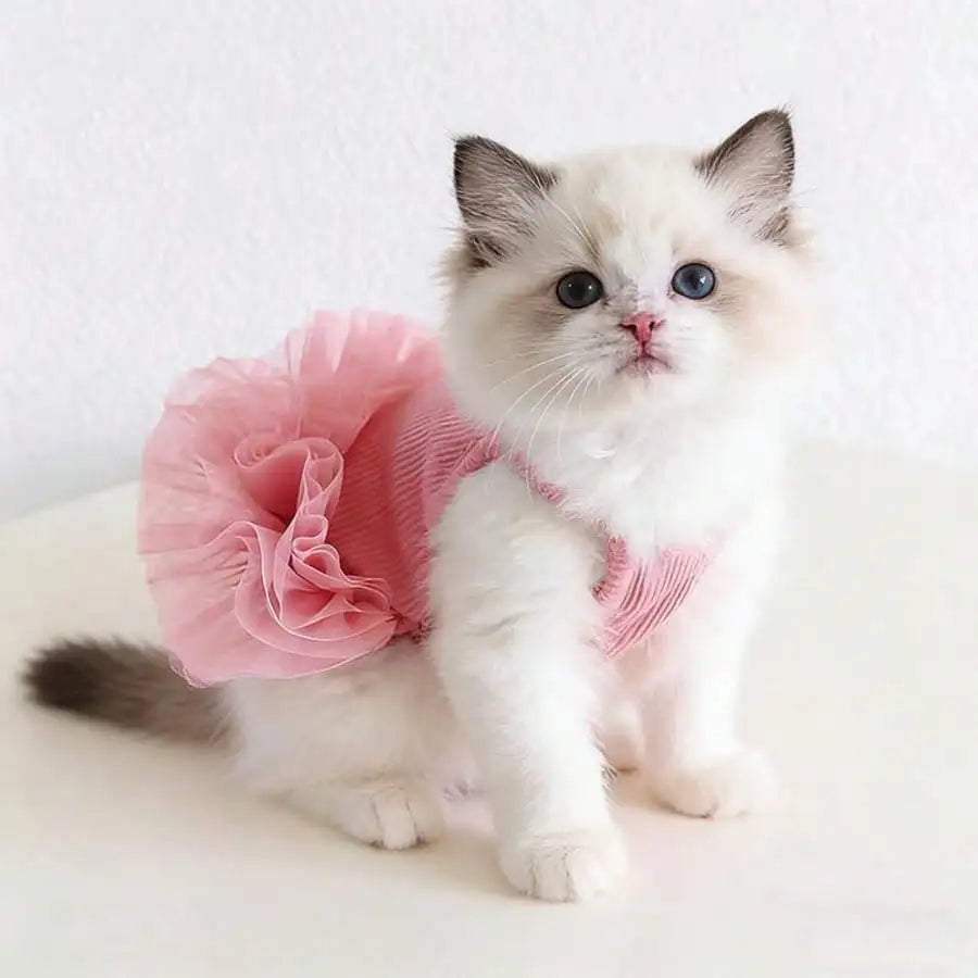 Cat wearing a pink dress on a white background