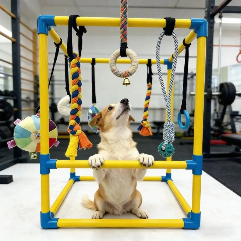 A small tan and white dog sits inside a yellow and blue plastic toy cube structure, reaching up toward hanging dog toys in a gym setting.