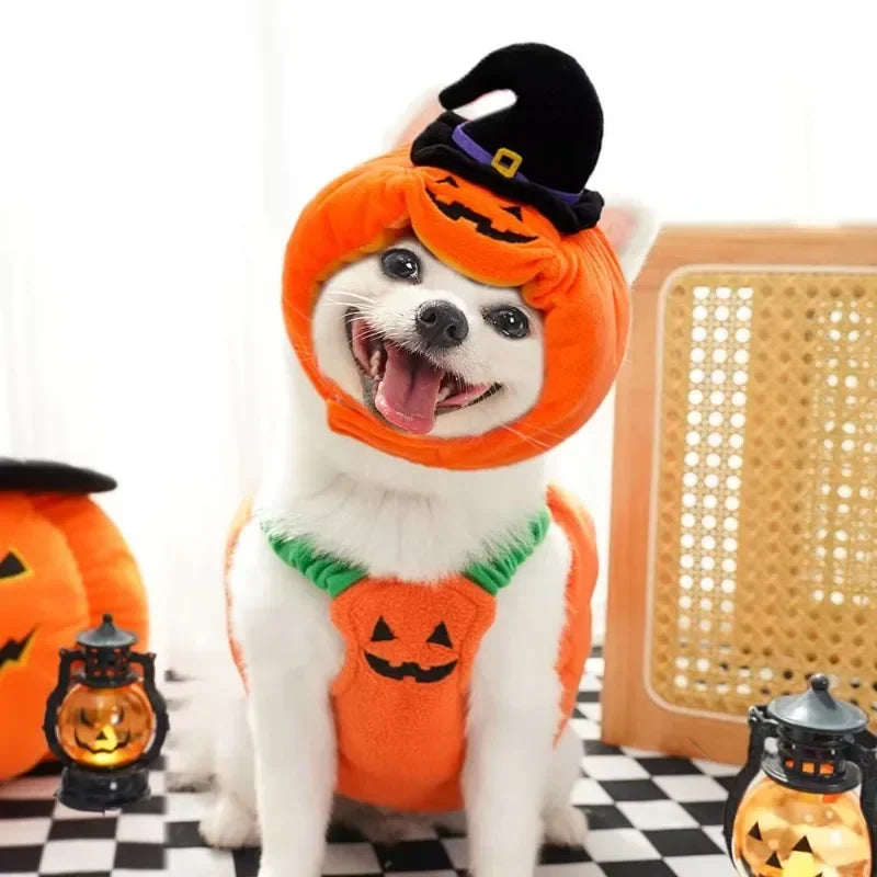 Halloween Pumpkin Dog & Cat Costume