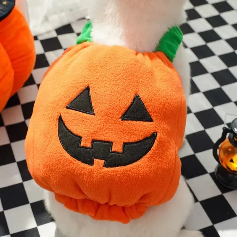Halloween Pumpkin Dog & Cat Costume