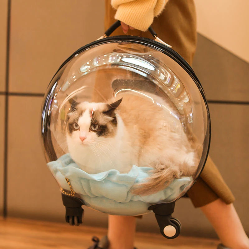 Cat inside a transparent pet carrier with wheels, held by a person.