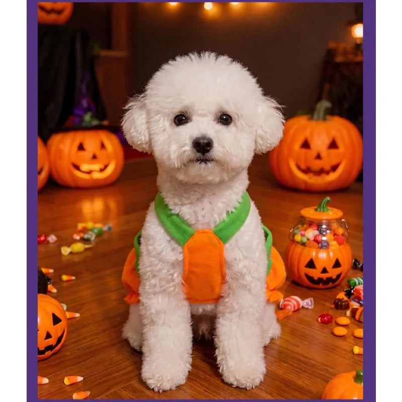 Halloween Pumpkin Dog & Cat Costume