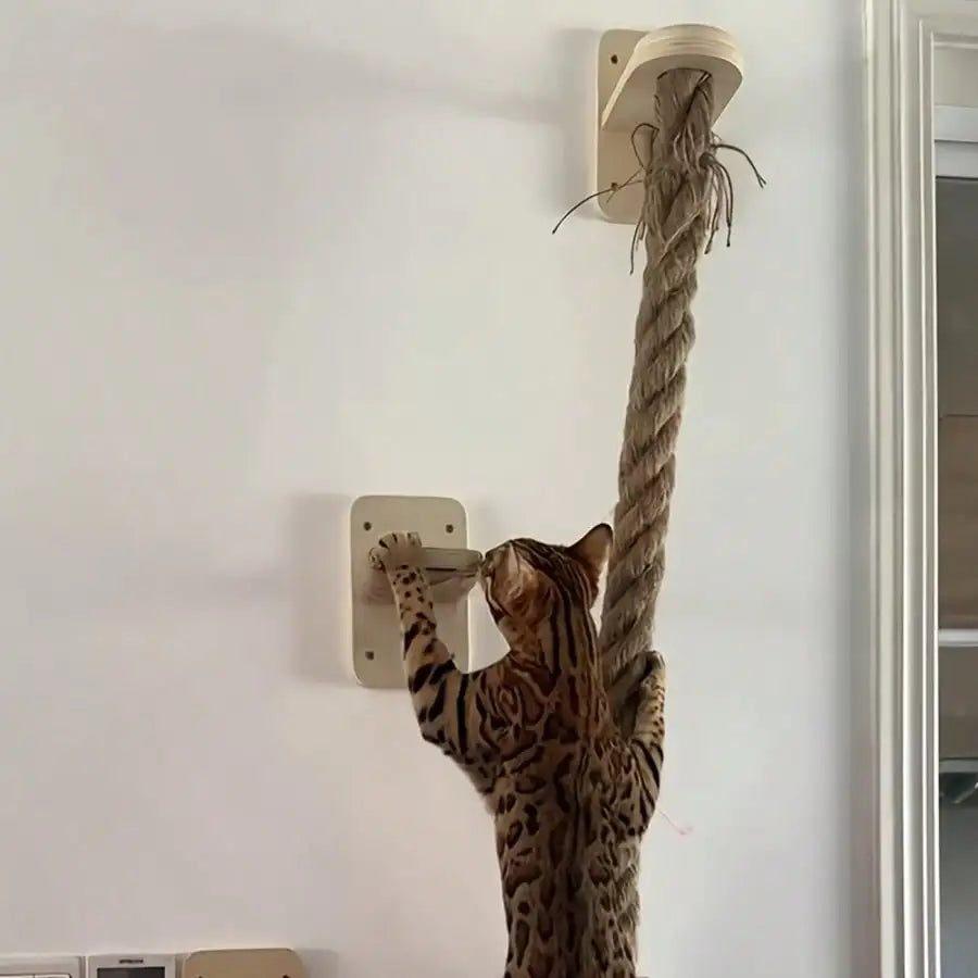 Cat climbing a rope attached to a wall mounted cat tree.