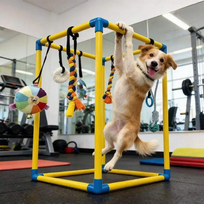 A golden retriever dog is actively climbing and hanging on a yellow and blue plastic agility gym frame in a gym setting, with colorful hanging toys attached.