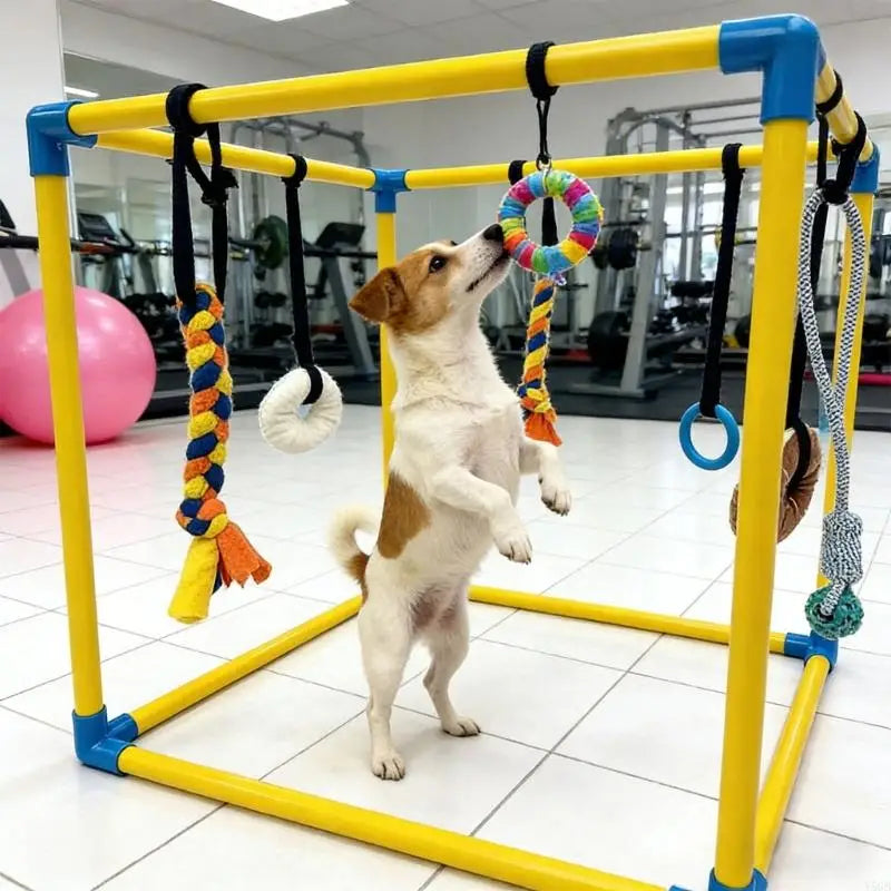 A small white and tan dog stands on its hind legs inside a yellow and blue pet play frame, reaching for a colorful hanging toy in a bright indoor gym setting.