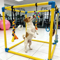 A small white and tan dog stands on its hind legs inside a yellow and blue pet play frame, reaching for a colorful hanging toy in a bright indoor gym setting.