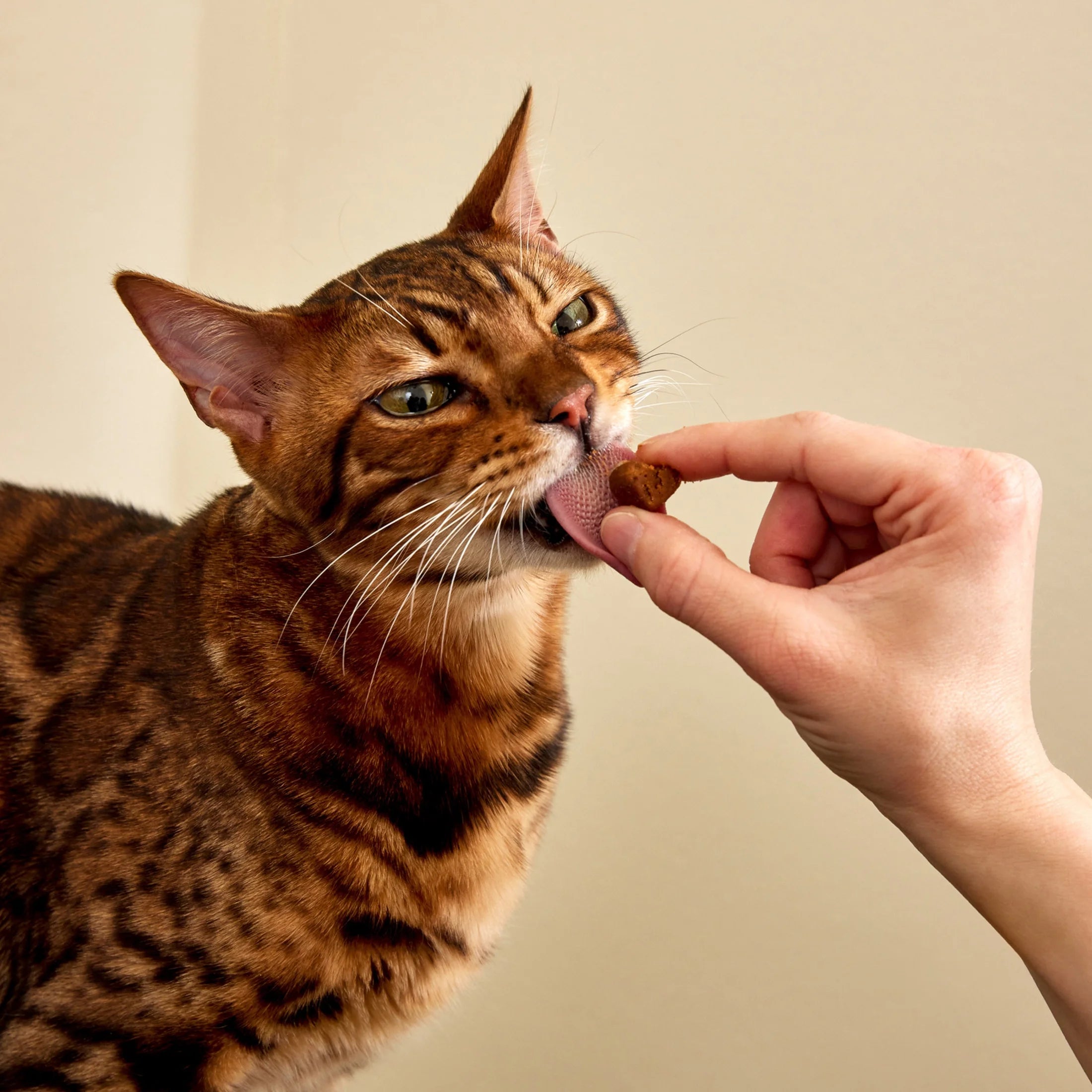 Calming Bites Bacon 30Ct - Cat (Pouch)