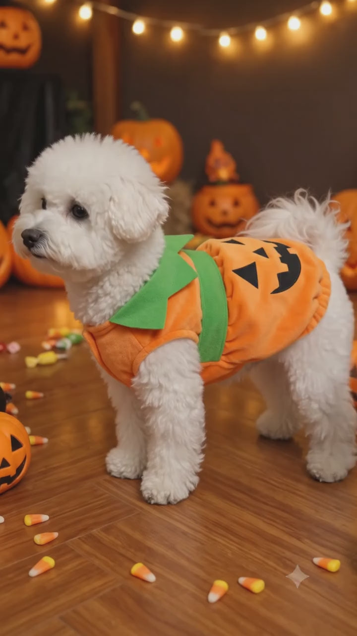 Halloween Pumpkin Dog & Cat Costume