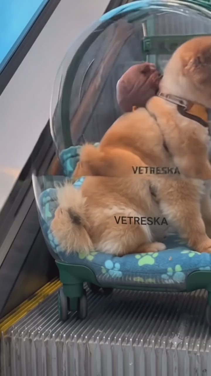 Transparent Rolling Pet Travel Carrier