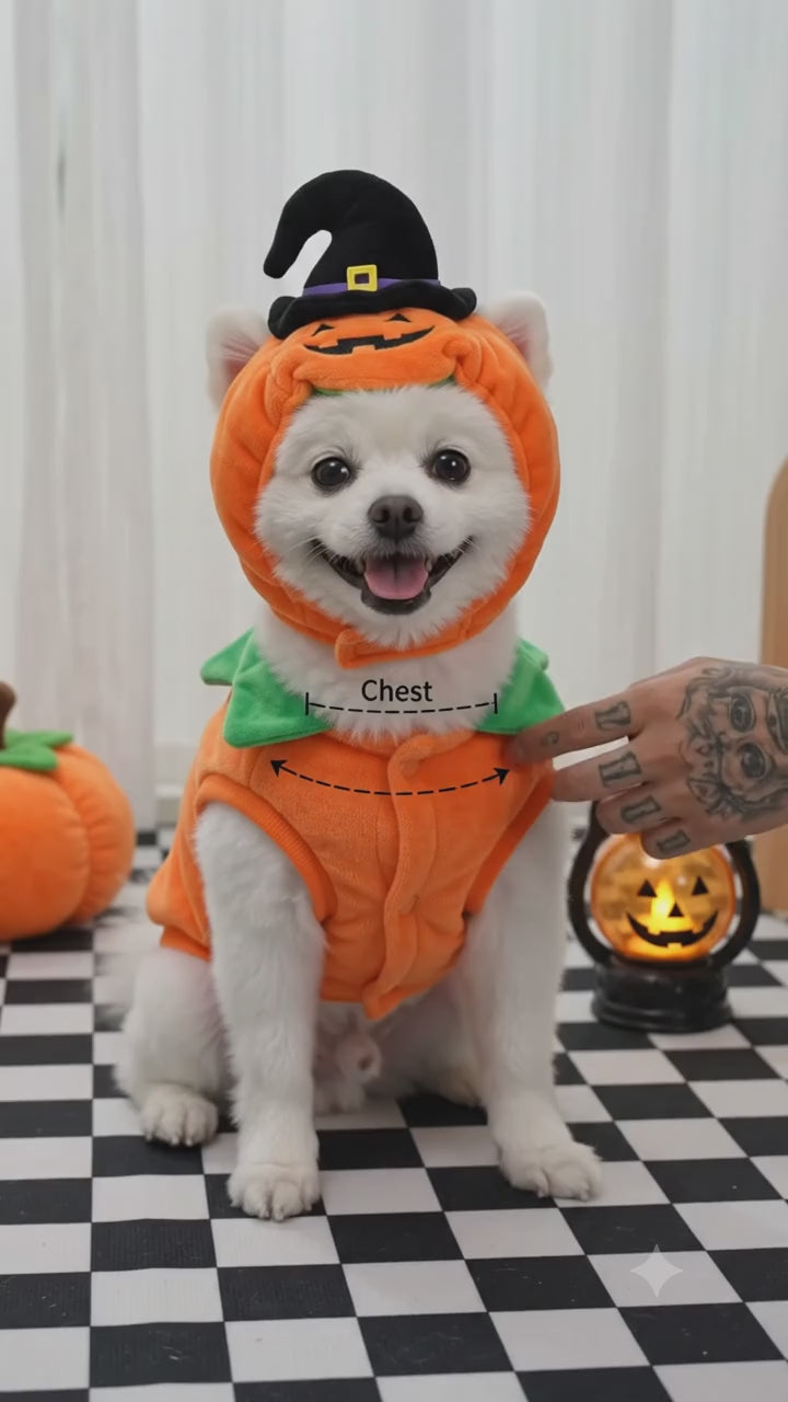 Halloween Pumpkin Dog & Cat Costume